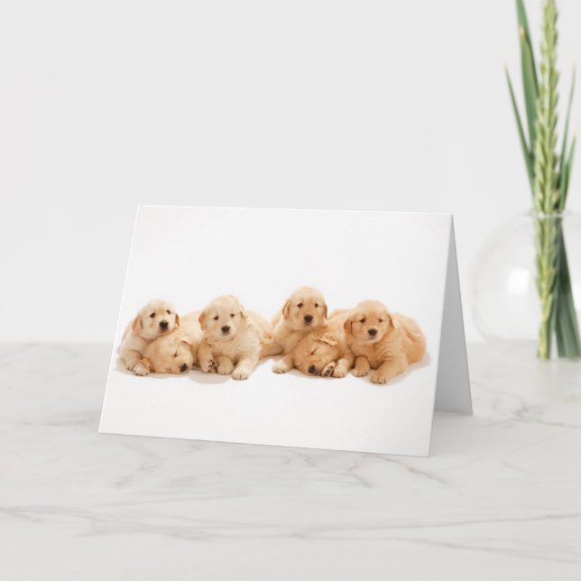 Six Golden Retriever Puppies Card (Front)