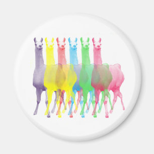 six lamas in six llama colours magnet