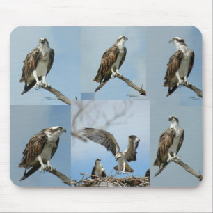 Six Osprey bird Photos Mousepad
