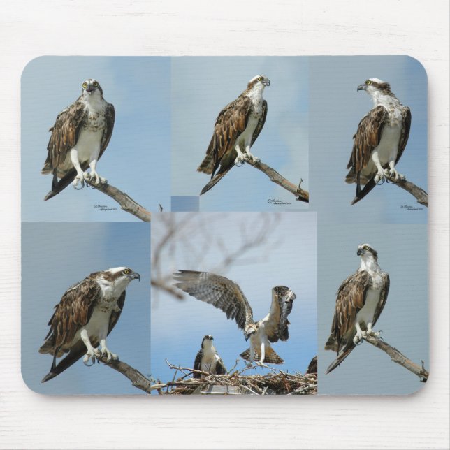 Six Osprey bird Photos Mousepad (Front)