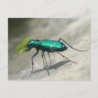 Six-spotted Tiger Beetle Postcard - Customised