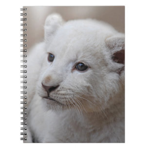 Six week old white baby lion cub notebook