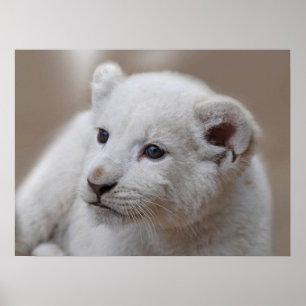 Six week old white baby lion cub poster