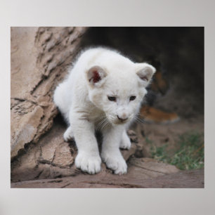 Six week old white baby lion cub poster