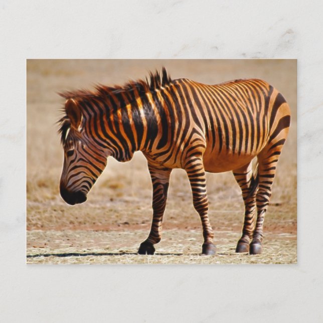 Sizzling zebra postcard (Front)