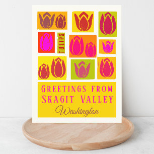 Skagit Valley County Tulip Washington  Postcard
