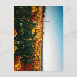 skagit valley tulips postcard