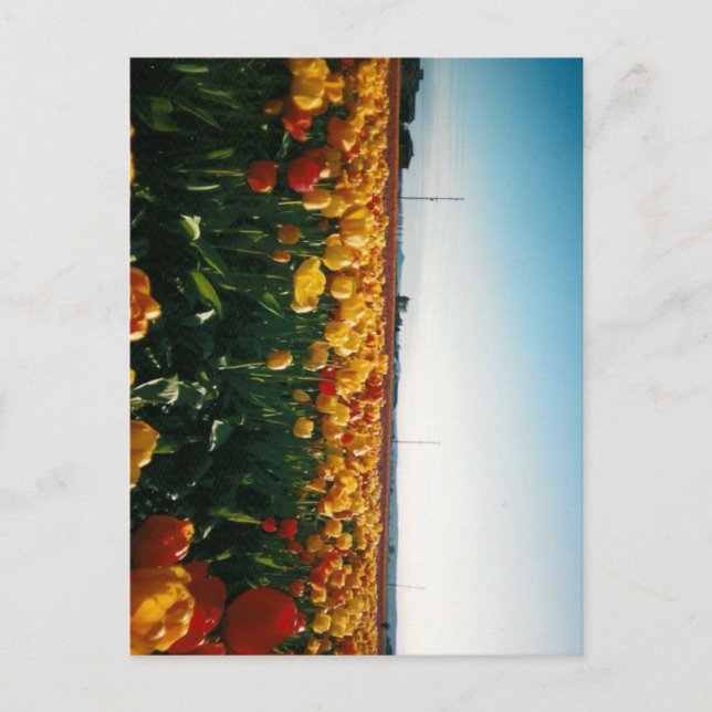 skagit valley tulips postcard (Front)
