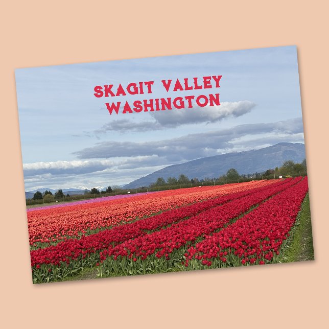 Skagit Valley Washington State Tulip Postcard (Creator Uploaded)
