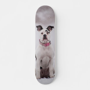 Skateboard Dog Boxer Sitting in the Snow