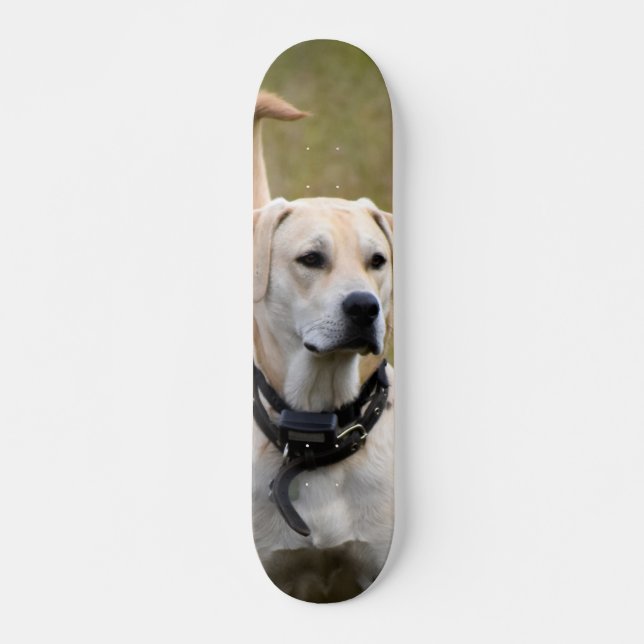 Skateboard Dog Labrador with necklace (Front)