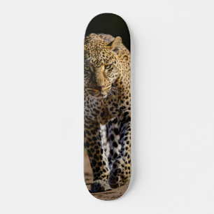 Skateboard Leopard Dangerous Predator