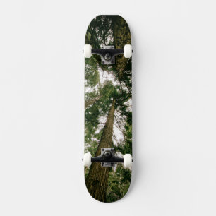 Skateboard Perspective Forest