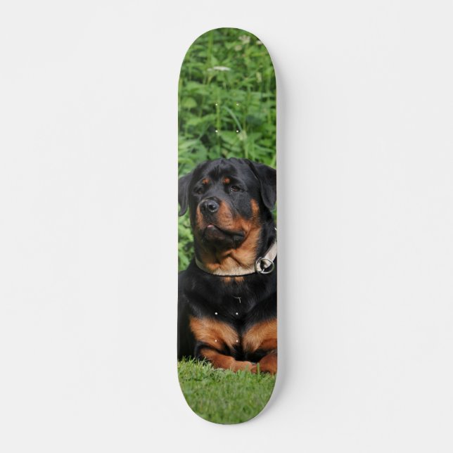 Skateboard Rottweiler Dog Watching In The Garden (Front)