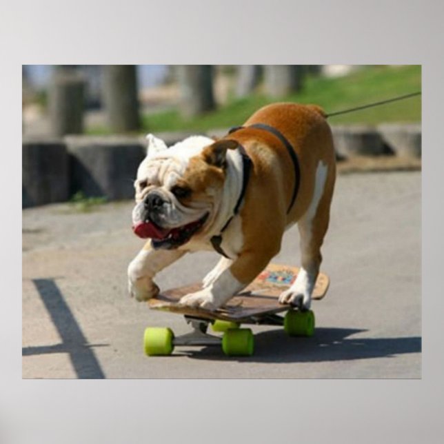 Skater Dog Poster (Front)