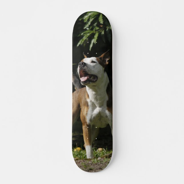 Skating Brown And White Pitbull Watching Skateboard (Front)