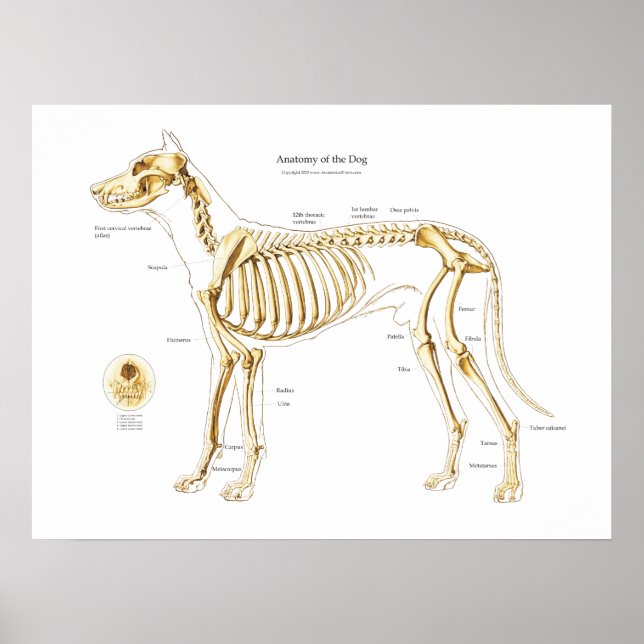 Skeletal Anatomy of the Dog Poster (Front)