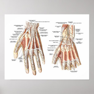Skeletal Anatomy of the Hand Poster