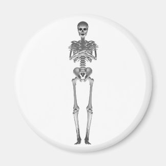 Skeleton 3d Model: Magnet