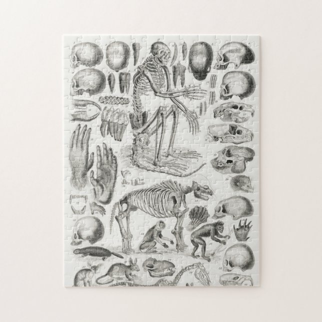 SKELETON DEATH FOSSIL Mammalia Jigsaw Puzzle (Vertical)