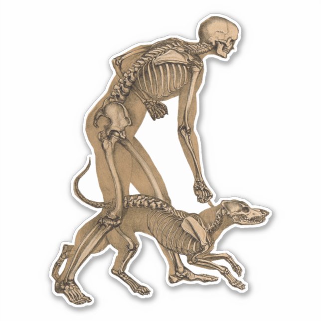 skeleton man and dog human animal anatomy art stic (Front)