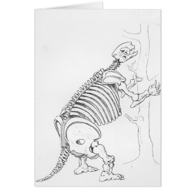 Skeleton of a Mylodon (Front)