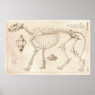 Skeleton of Lion Veterinary Anatomy Print