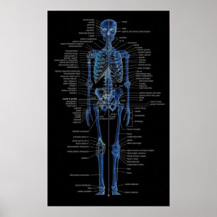 skeleton poster