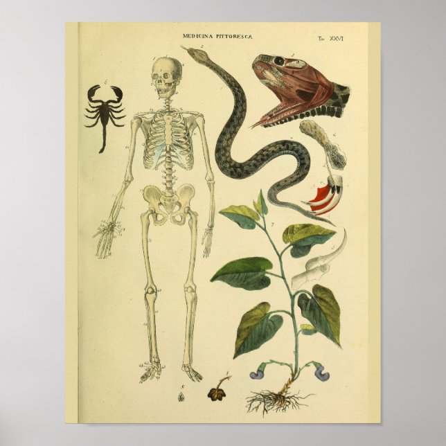 Skeleton Snake Scorpion Medical Anatomy Art Print (Front)