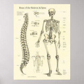Skeleton Spine Bones Anatomy Chart