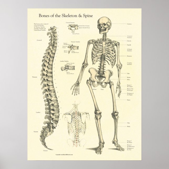 Skeleton Spine Bones Anatomy Chart (Front)
