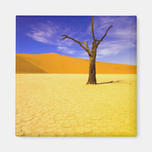 Skeleton trees in Dead Vlei Sossusvlei, Magnet