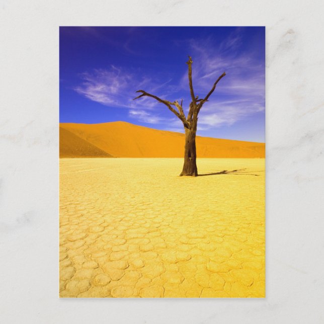 Skeleton trees in Dead Vlei Sossusvlei, Postcard (Front)