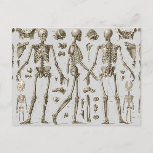 Skeletons from the Brockhaus & Efron Encyclopaedia Postcard