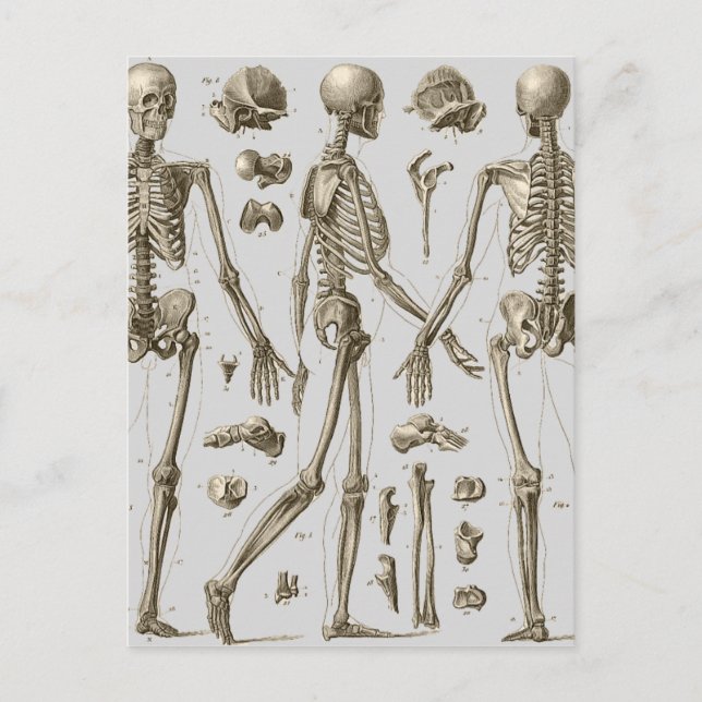 Skeletons from the Brockhaus & Efron Encyclopaedia Postcard (Front)