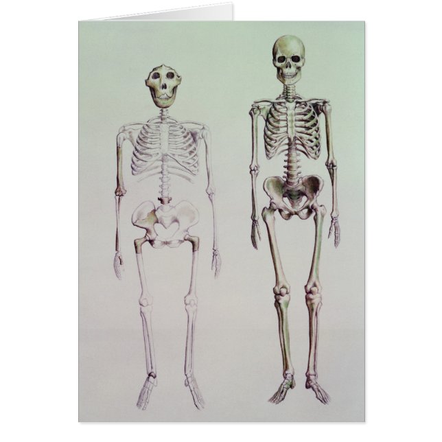 Skeletons of Australopithecus Boisei (Front)