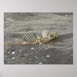 Skelton of a Fish on a Mississippi River Beach Poster