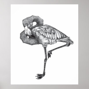 Sketch American BW Flamingo Funny Flamingo Poster