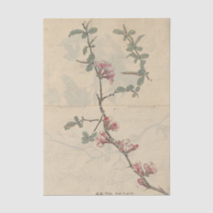 Sketchbook Pl. 096 by Ariyoshi Kondo Tissue Paper