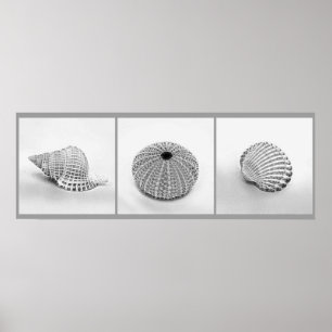 Sketched Shells Poster