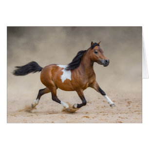 Skewbald American Miniature Horse Running In Dust