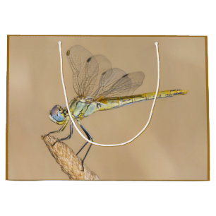 Skimmer Dragonfly Insect Female (CC BY 4.0) Large Gift Bag