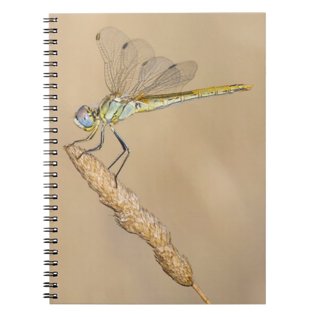 Skimmer Dragonfly Insect Female (CC BY 4.0) Notebo Notebook (Front)