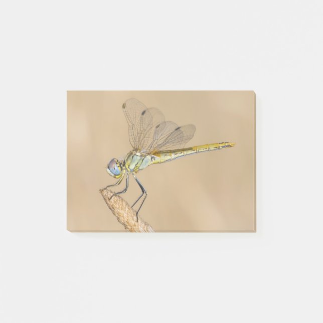 Skimmer Dragonfly Insect Female (CC BY 4.0) Post-i Post-it Notes (Front)