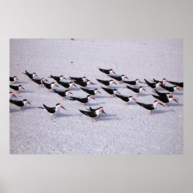 Skimmer Flock Poster (Front)