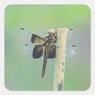 Skimmer Square Sticker