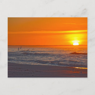 Skimmers Flying at Sunrise, Florida Beach Postcard