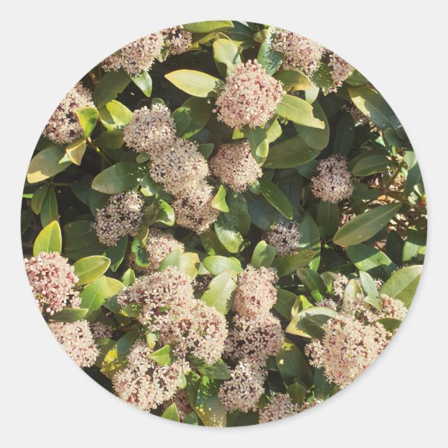 Skimmia Japonica in the Park Classic Round Sticker (Front)