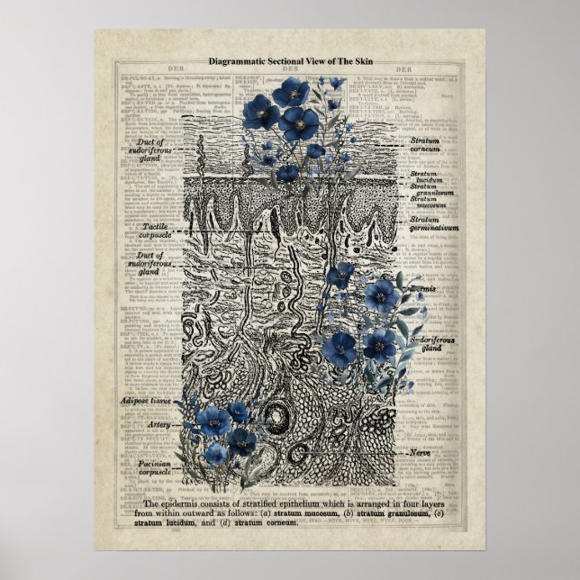 Skin Anatomy Blue Floral Vintage Dictionary Art Poster (Front)