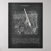 Skin Anatomy Sectional View Dermatologist Decor